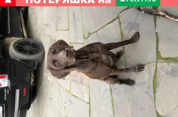 Найдена собака в Вырице, венгерская выжла, 14.06.2020