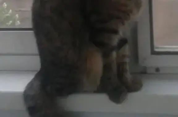 Кошки потеряшки, Рязань, фото: Потеряшка кошка Ириска на ул. Юннатов, д. 8 в Рязани