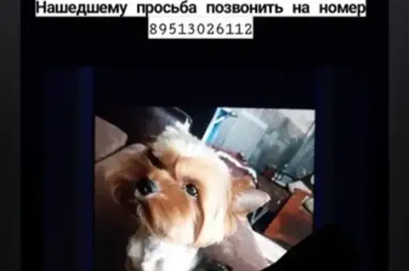 Потерянные животные Липецк, фото: Пропала собака в Липецке, 29-й микрорайон