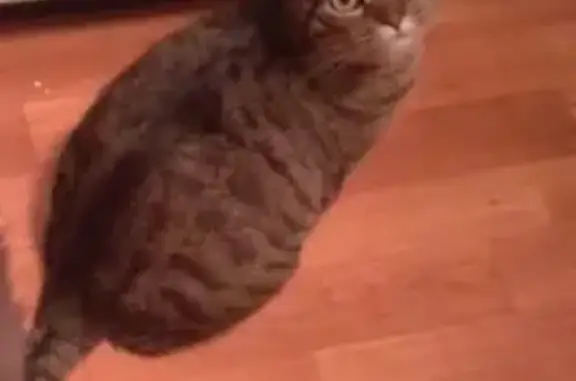 Кошки потеряшки, Санкт-Петербург, фото: Потеряшка кошка Бьянка на пр. Художников, 41.