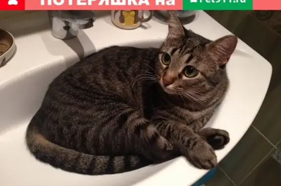 Пропала кошка на ул. Трофимова 24к1 с шрамом на животе