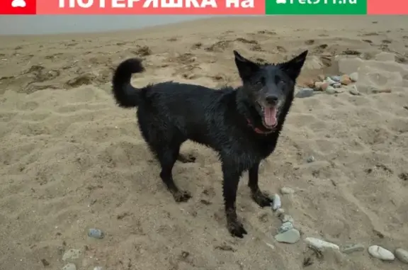 Пропала собака Ума в Краснознаменске