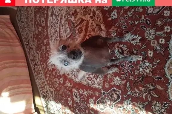 Найдена собака Китайская хохлатая на ул. Волкова, Титова в Супсехе, находится по адресу Терешковой 103