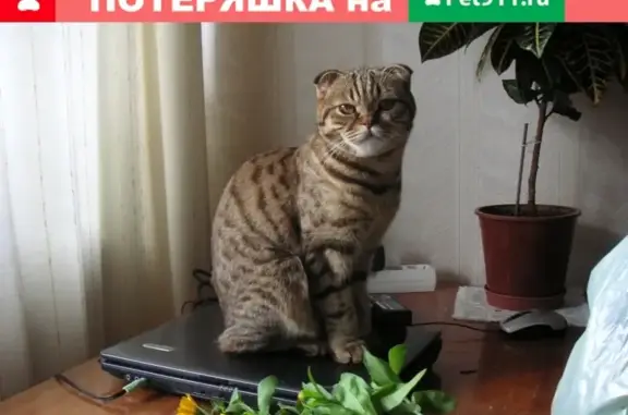 Пропала кошка в Районе дач Трещихи (Саратов) 14.06.2020