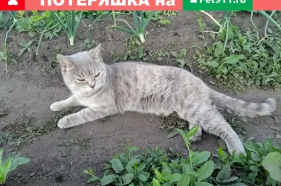 Найдена кошечка на Кордном поселке в Омске