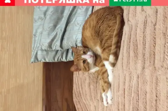 Кошки потеряшки, Санкт-Петербург, фото: . Солнечное: Потеряшка кот Тосик с ул. Вокзальной!