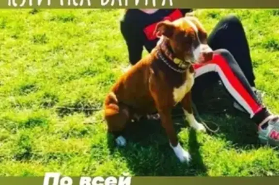 Пропала собака Питбуль в Александровке