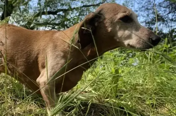 Пропала собака Такса в Серебряном бору, Москва