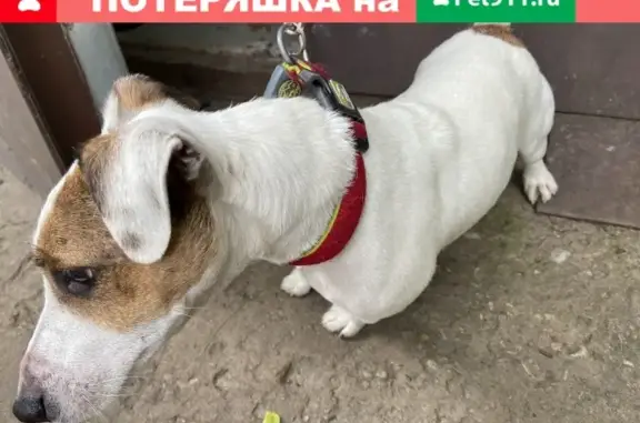Найдена собака в Новоподрезково на 1-й Сестрорецкой улице