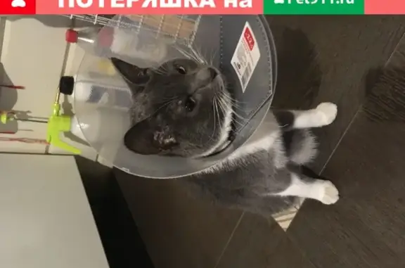 Найдена кошка на ул. Псковская, д. 7 в Москве