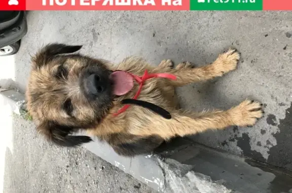 Найдена собака в Омске