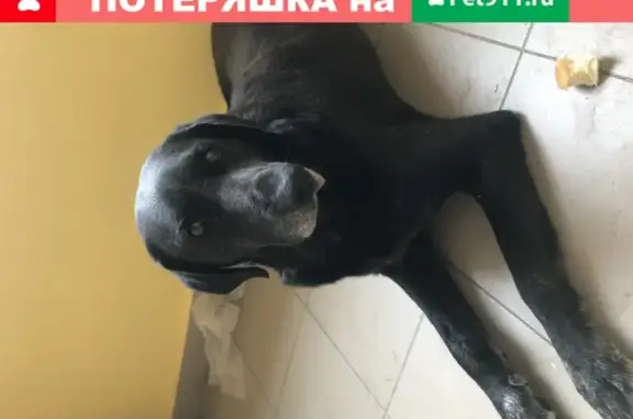 Собака приблудилась в подъезде на ул. Ковтюха, Краснодар