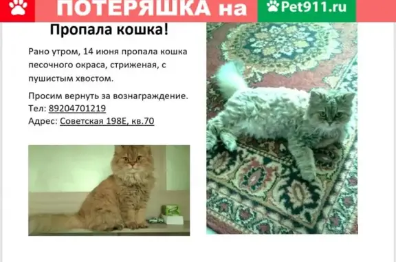 Пропала кошка на ул. Советская, Тамбов, 14 июня, награда!