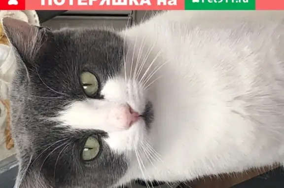Пропал белый кот в Дедовске, ул. Первомайская.