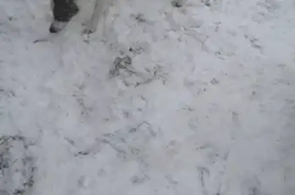 Пропала собака Рики в Давыдово