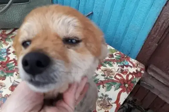 Пропала собака Белка на улице Авиастроителей, Новосибирск