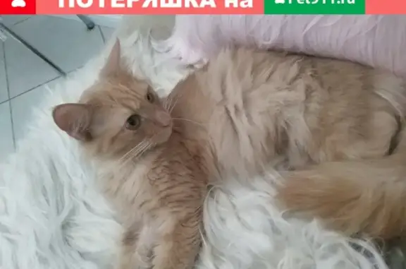 Найдена кошка на ул. Панферова в Москве