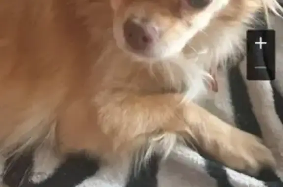 Потерянные животные Чита, фото: Пропала собака в районе Чита, кск