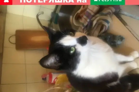 Пропал кот в Балашихе на ул. 40 лет Победы, дом 17