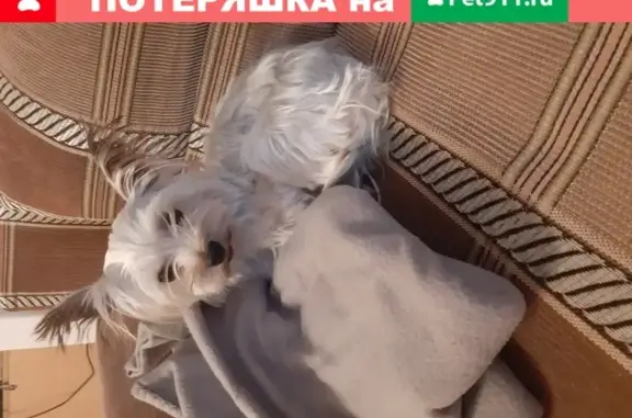 Собака найдена на ул. Челюскинцев, Екатеринбург