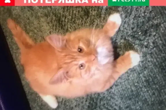 Пропала кошка Фунтик в Пушкино, Московская область