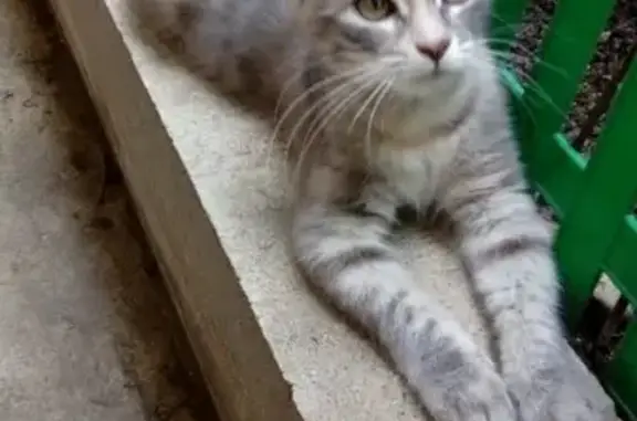 Потерянные животные Кисловодск, фото: Кошка пропала на ул. Школьной 25, Кисловодск.