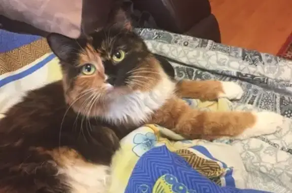 Кошки потеряшки, Новосибирск, фото: Потеряшка кошка по адресу Ударная 31, Кировский район, Новосибирск.