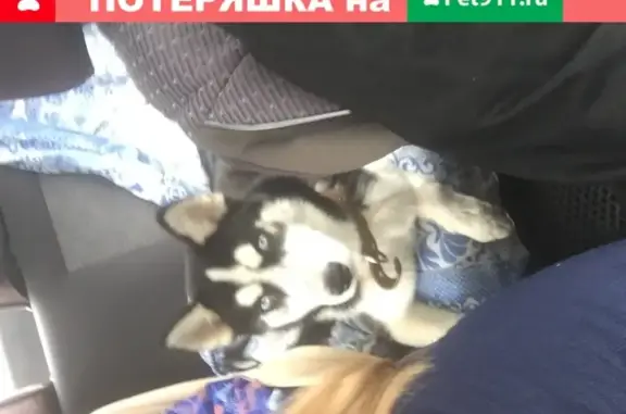 Собаки потеряшки, Тверь, фото: Потеряшка хасочка возрастом 5 мес в Твери на стадионе