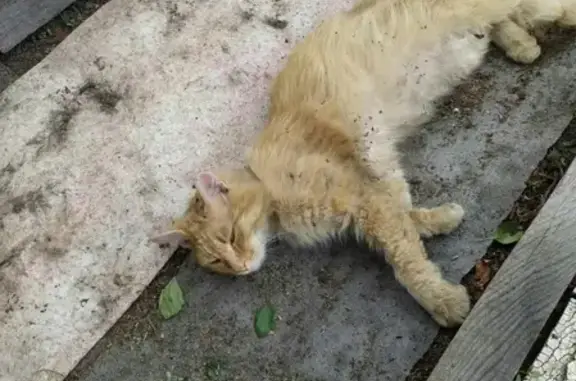 Найдена рыжая кошка в СНТ Лесовод, Тюменская область