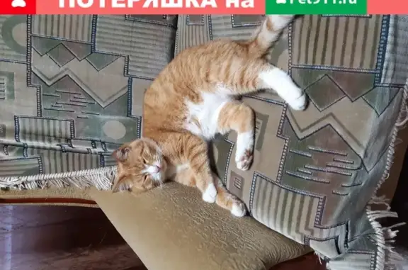 Найден рыжий кот с дефектом глаз в Йошкар-Оле