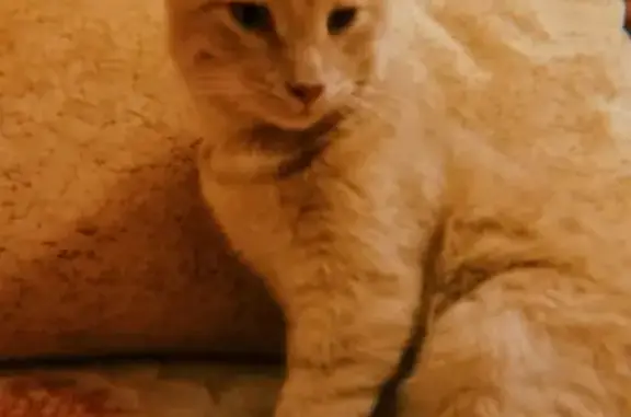 Кошки потеряшки, Ульяновск, фото: Потеряшка кот в Ульяновске на Верхней Террасе