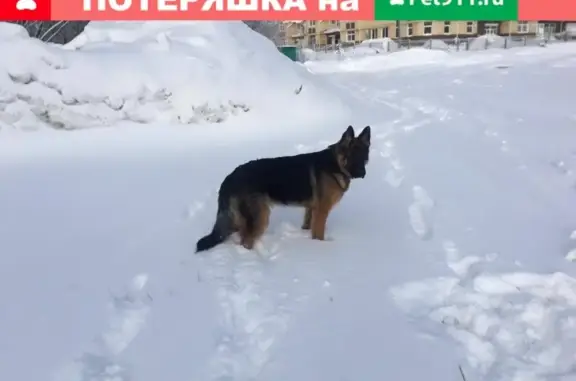 Собаки потеряшки, , фото: Потеряшка немецкая овчарка на проспекте Зерюнова, Ухта