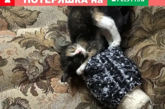 Кошки потеряшки, Санкт-Петербург, фото: Потеряшка кошка Нюша в СПб