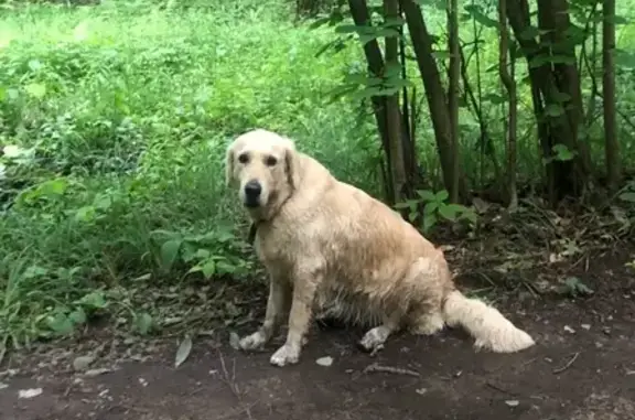 Найдена собака в Москворецком парке