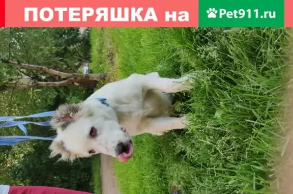 Найдена собака на ул. Кирова, Тула