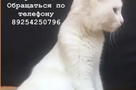 Найдена белая кошка около ТЦ АЙС