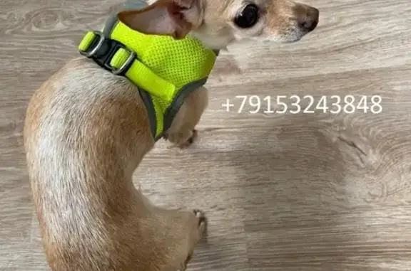 Найдена маленькая собака на Каширском шоссе, Москва