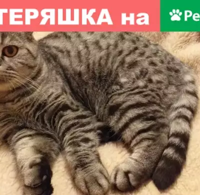 Пропала кошка с поселка Совхоза им. Ленина, Московская область