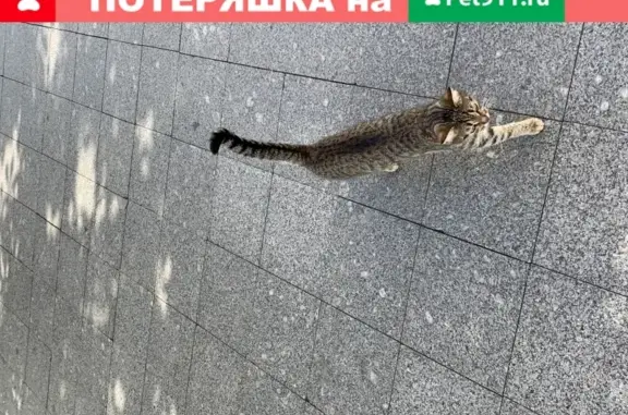 Найдена кошка возле метро Добрынинская