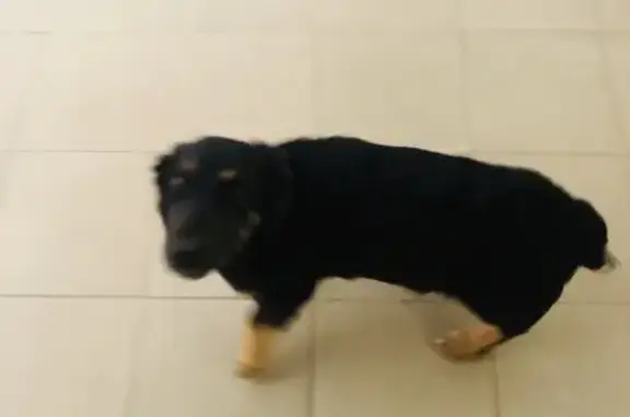 Найдена собака на Крымской 19 б в Геленджике