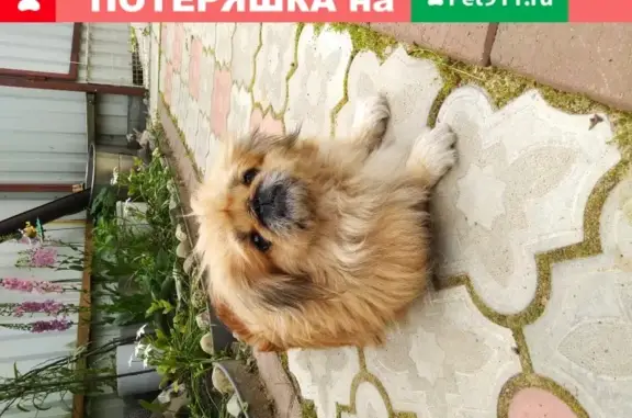 Собака Пекинес девочка найдена в Твери.