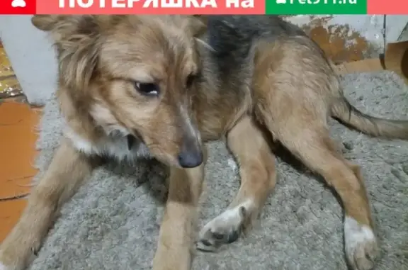 Пропала собака в д. Симаково, Владимирская область, ищем Кэтти!