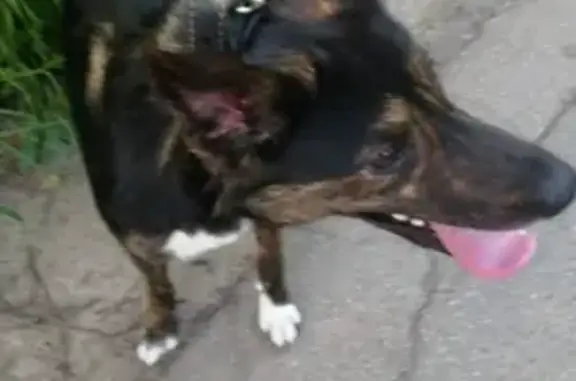 Собака Кобель найдена в Москве, возраст 1,5-2 года, высота холки 35-40.