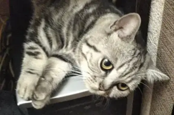 Пропала кошка Криса в Оренбурге, Живем на Мельничном переулке.