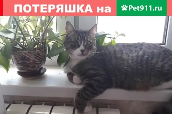 Пропал кот Макс, адрес: Советская улица, 52