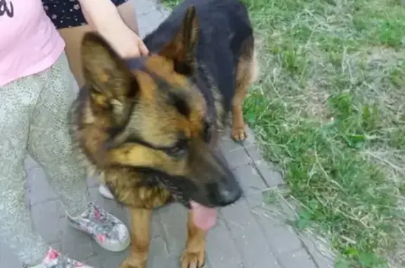 Найдена собака на Борисовка 8 в Мытищах