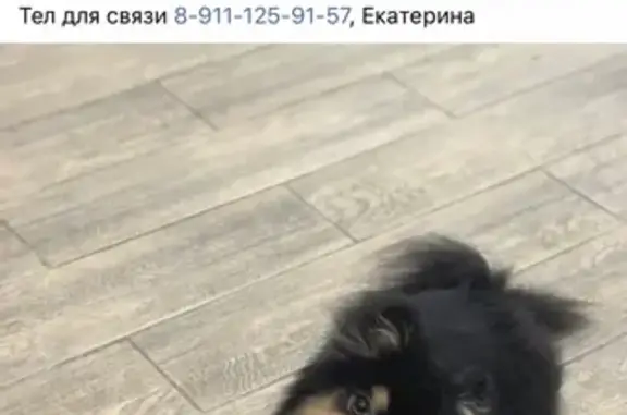 Пропала собака Буся в Ваганово, нуждается в лечении!