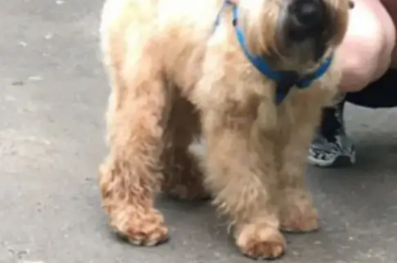 Пропала пугливая собака породы пшеничный терьер в Москве
