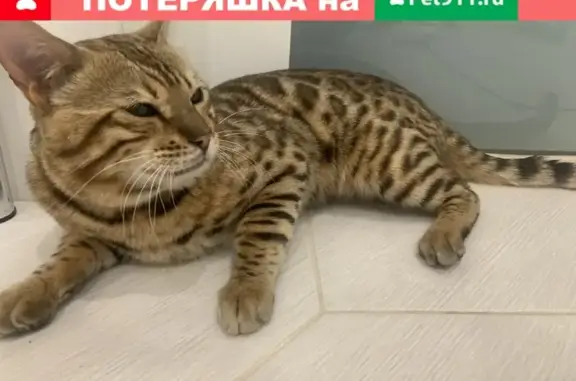 Найден кот возле Комсомольского парка в Тюмени