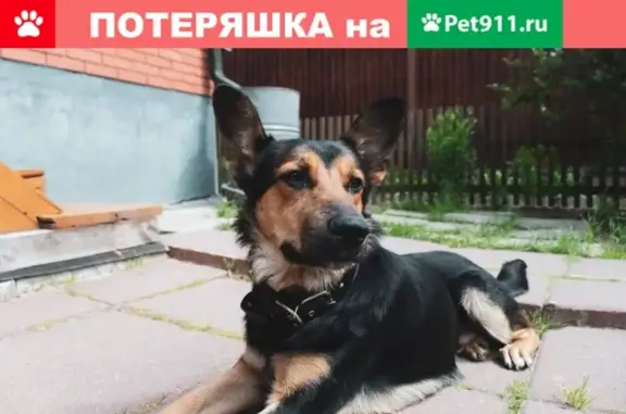 Найдена собака Метис овчарки в Малаховке